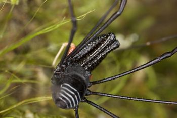 Media type: image;   Invertebrate Zoology 29259